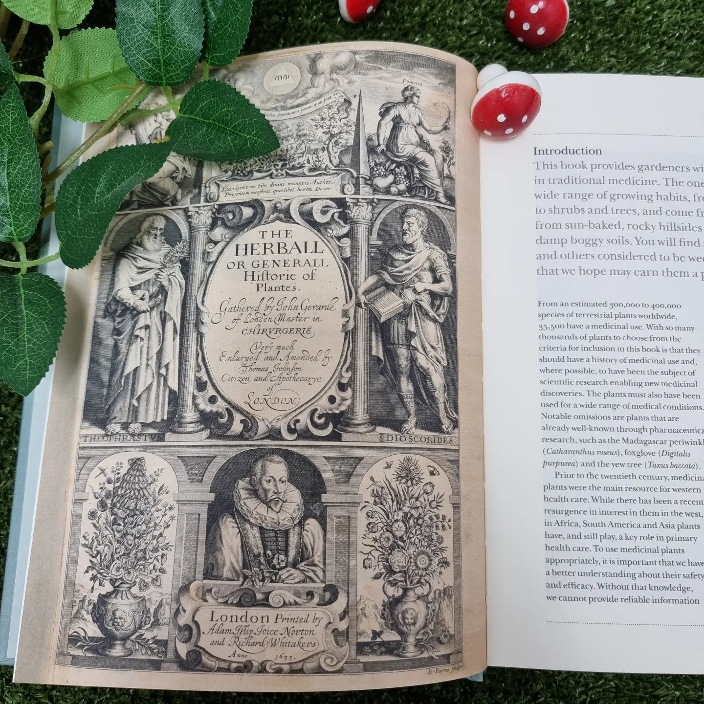 The Gardener's Companion To Medicinal Plants