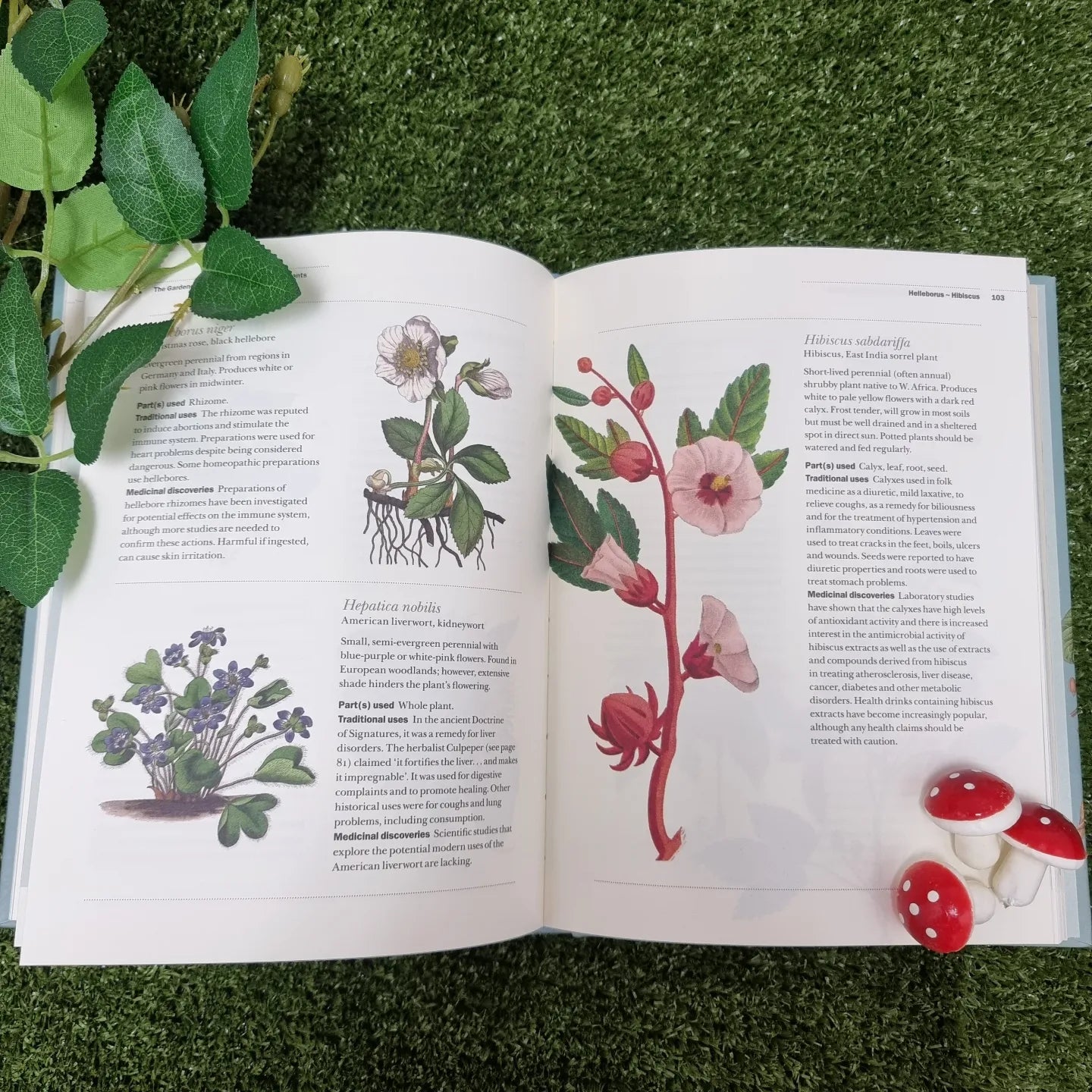 The Gardener's Companion To Medicinal Plants