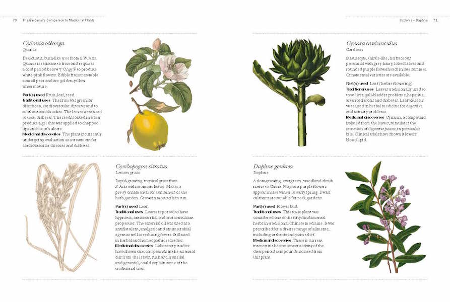 The Gardener's Companion To Medicinal Plants